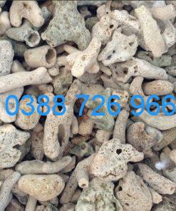 San hô lọc nước hồ cá koi