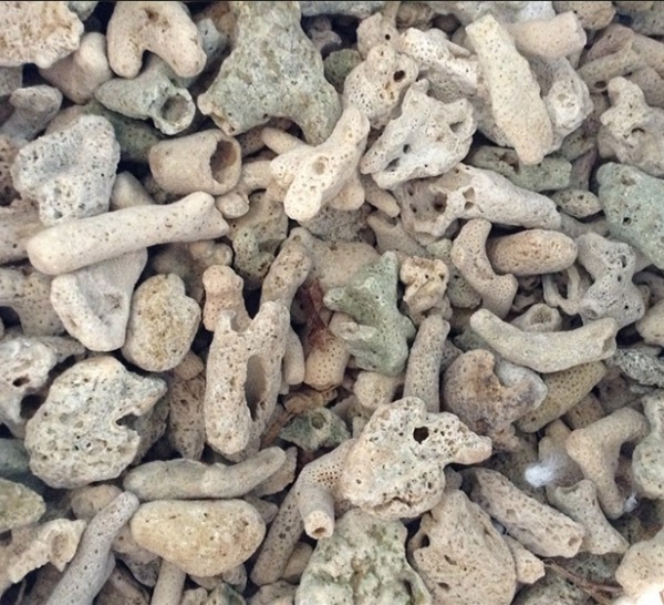 San hô lọc nước hồ cá koi San hô lọc nước hồ cá koi