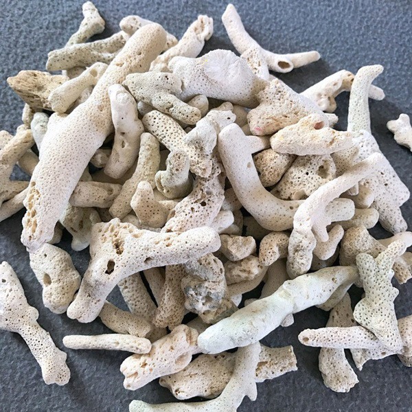 San hô lọc nước hồ cá koi San hô lọc nước hồ cá koi