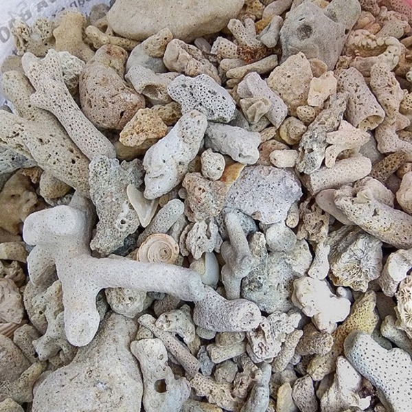 San hô lọc nước hồ cá koi