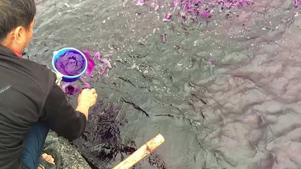 Thuốc tím Kmno4 100g Thuốc tím Kmno4 100g