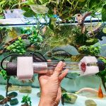 Đèn UV: Giải pháp tối ưu cho hồ cá koi