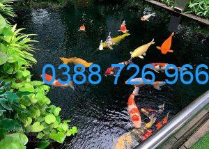 Bệnh thường gặp ở cá koi