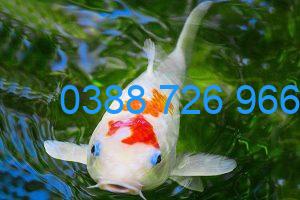 Bệnh ký sinh trùng