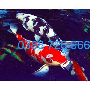 Khử trùng hồ cá bằng thuốc tím