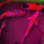 Thuốc tím sát trùng cho cá cảnh