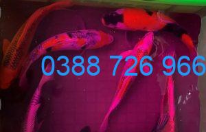 Thuốc tím sát trùng cho cá cảnh