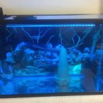 liều lượng xanh methylen cho cá