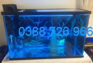 liều lượng xanh methylen cho cá