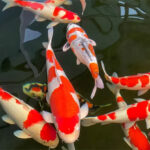 Bí quyết chọn cá Koi khỏe mạnh