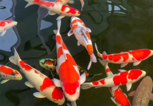 Bí quyết chọn cá Koi khỏe mạnh