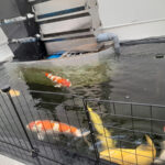 Bộ lọc sinh học hồ cá Koi