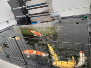 Bộ lọc sinh học hồ cá Koi