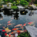 Giống Cá Koi Phổ Biến