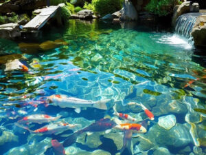 Thảm thực vật cho hồ cá koi