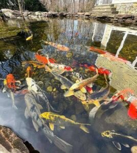 Xây dựng hồ cá Koi đạt chuẩn