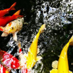 Làm thế nào để biết hồ cá Koi thiếu oxy