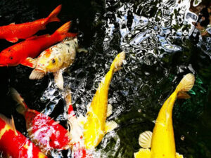 Làm thế nào để biết hồ cá Koi thiếu oxy