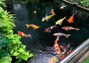 Hồ cá koi hiện đại