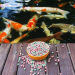 Lựa Chọn Thức Ăn Cho Cá Koi