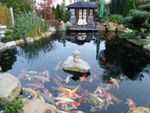 Thi công hồ cá Koi ở Cần Giờ