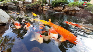 chăm sóc cá Koi và hồ cá Koi