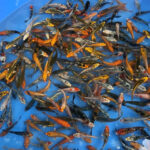 Cách nuôi cá Koi sinh sản thành công