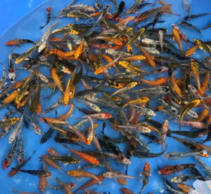 Cách nuôi cá Koi sinh sản thành công