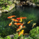 Chi phí xây dựng hồ cá Koi 5 khối
