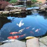 Kích thước Hồ Cá Koi Lý Tưởng