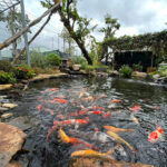 Thi công hồ cá koi Tây Ninh
