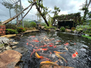 Thi công hồ cá koi Tây Ninh