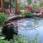 Thiết kế hồ cá koi Tiền Giang