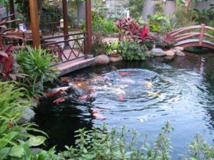 Thiết kế hồ cá koi Tiền Giang